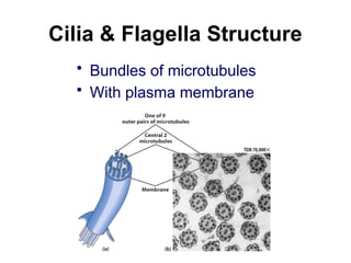 Cilia & Flagella Structure
• Bundles of microtubules
• With plasma membrane
 