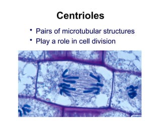 Centrioles
• Pairs of microtubular structures
• Play a role in cell division
 