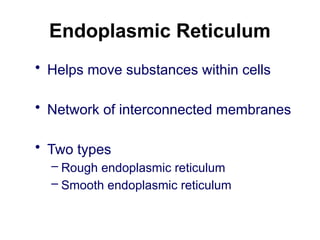 Endoplasmic Reticulum
• Helps move substances within cells
• Network of interconnected membranes
• Two types
– Rough endoplasmic reticulum
– Smooth endoplasmic reticulum
 