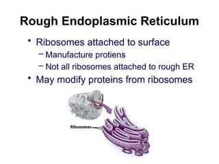 Rough Endoplasmic Reticulum
• Ribosomes attached to surface
– Manufacture protiens
– Not all ribosomes attached to rough ER
• May modify proteins from ribosomes
 
