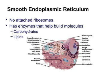 Smooth Endoplasmic Reticulum
• No attached ribosomes
• Has enzymes that help build molecules
– Carbohydrates
– Lipids
 