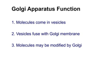 Golgi Apparatus Function
1. Molecules come in vesicles
2. Vesicles fuse with Golgi membrane
3. Molecules may be modified by Golgi
 
