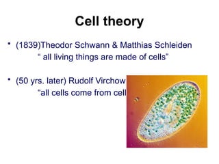 Cell theory
• (1839)Theodor Schwann & Matthias Schleiden
“ all living things are made of cells”
• (50 yrs. later) Rudolf Virchow
“all cells come from cells”
 