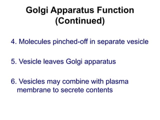 Golgi Apparatus Function
(Continued)
4. Molecules pinched-off in separate vesicle
5. Vesicle leaves Golgi apparatus
6. Vesicles may combine with plasma
membrane to secrete contents
 