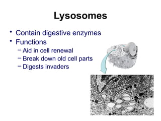 Lysosomes
• Contain digestive enzymes
• Functions
– Aid in cell renewal
– Break down old cell parts
– Digests invaders
 