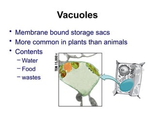 Vacuoles
• Membrane bound storage sacs
• More common in plants than animals
• Contents
– Water
– Food
– wastes
 