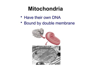 Mitochondria
• Have their own DNA
• Bound by double membrane
 