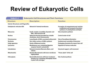 Review of Eukaryotic Cells
 