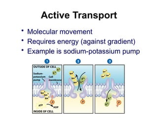Active Transport
• Molecular movement
• Requires energy (against gradient)
• Example is sodium-potassium pump
 