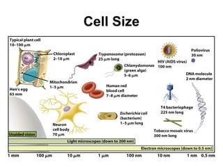 Cell Size
 