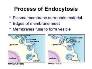 Process of Endocytosis
• Plasma membrane surrounds material
• Edges of membrane meet
• Membranes fuse to form vesicle
 