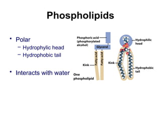 Phospholipids
• Polar
– Hydrophylic head
– Hydrophobic tail
• Interacts with water
 