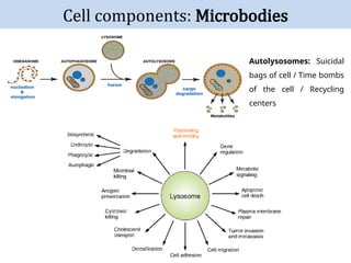 Cell Architecture and Operation Principles.pptx