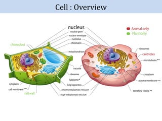 Cell Architecture and Operation Principles.pptx