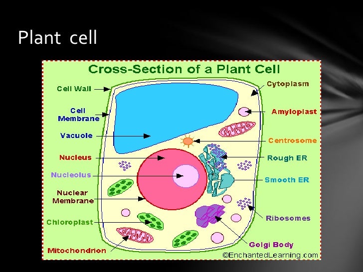 Cell structure and function biology