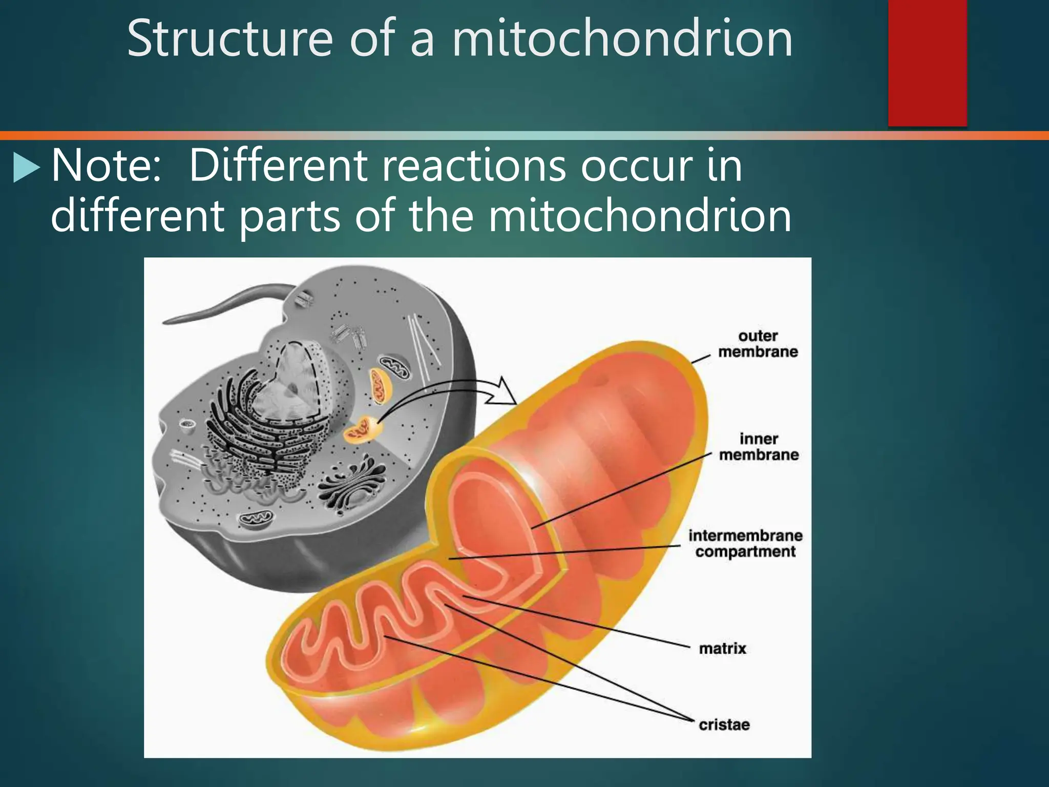 Cell structure and function basics of cell biology | PPT