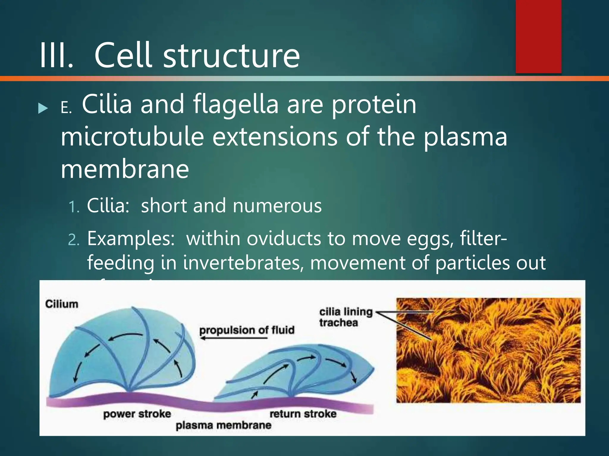 Cell structure and function basics of cell biology | PPT