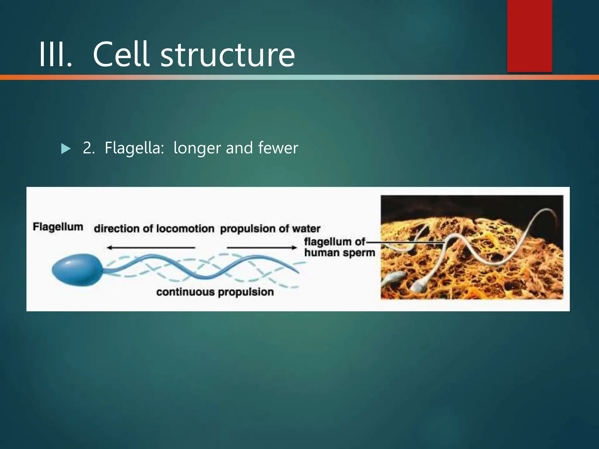 Cell structure and function basics of cell biology | PPT