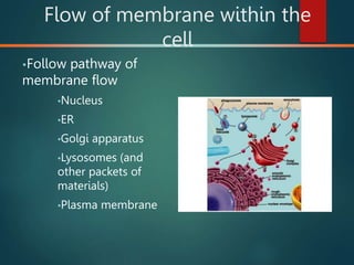 Flow of membrane within the
cell
•Follow pathway of
membrane flow
•Nucleus
•ER
•Golgi apparatus
•Lysosomes (and
other packets of
materials)
•Plasma membrane
 
