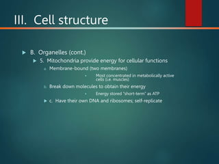 III. Cell structure
 B. Organelles (cont.)
 5. Mitochondria provide energy for cellular functions
a. Membrane-bound (two membranes)
 Most concentrated in metabolically active
cells (i.e. muscles)
b. Break down molecules to obtain their energy
 Energy stored “short-term” as ATP
 c. Have their own DNA and ribosomes; self-replicate
 