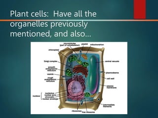 Plant cells: Have all the
organelles previously
mentioned, and also…
 