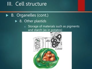 III. Cell structure
 B. Organelles (cont.)
 8. Other plastids
a. Storage of materials such as pigments
and starch (as in potatos)
 