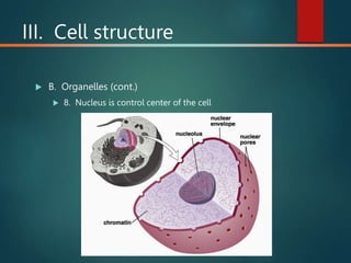 III. Cell structure
 B. Organelles (cont.)
 8. Nucleus is control center of the cell
 