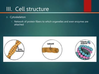 III. Cell structure
D. Cytoskeleton
1. Network of protein fibers to which organelles and even enzymes are
attached
 Microfilaments Intermed. Fil. Microtubules
 