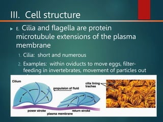 III. Cell structure
 E. Cilia and flagella are protein
microtubule extensions of the plasma
membrane
1. Cilia: short and numerous
2. Examples: within oviducts to move eggs, filter-
feeding in invertebrates, movement of particles out
of respiratory system
 