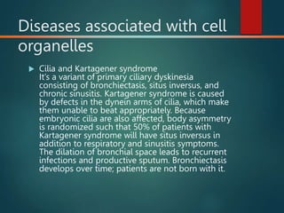 Diseases associated with cell
organelles
 Cilia and Kartagener syndrome
It’s a variant of primary ciliary dyskinesia
consisting of bronchiectasis, situs inversus, and
chronic sinusitis. Kartagener syndrome is caused
by defects in the dynein arms of cilia, which make
them unable to beat appropriately. Because
embryonic cilia are also affected, body asymmetry
is randomized such that 50% of patients with
Kartagener syndrome will have situs inversus in
addition to respiratory and sinusitis symptoms.
The dilation of bronchial space leads to recurrent
infections and productive sputum. Bronchiectasis
develops over time; patients are not born with it.
 