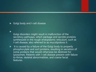  Golgi body and I-cell disease

Golgi disorders might result in malfunction of the
secretory pathways, which package and secrete proteins
synthesized in the rough endoplasmic reticulum, such as
I-cell disease, also referred to as mucolipidosis II.
 It is caused by a failure of the Golgi body to properly
phosphorylate and sort proteins, resulting in secretion of
some proteins that would otherwise be destined for
lysosomes. Patients with I-cell disease present with failure
to thrive, skeletal abnormalities, and coarse facial
features.
 