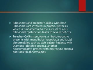  Ribosomes and Treacher-Collins syndrome
Ribosomes are involved in protein synthesis,
which is fundamental to the survival of cells.
Ribosomal dysfunction leads to severe deficits.
 Treacher-Collins syndrome, a ribosomopathy,
presents with mandibular hypoplasia and facial
abnormalities such as cleft palate. Patients with
Diamond-Blackfan anemia, another
ribosomopathy, present with macrocytic anemia
and skeletal abnormalities.
 