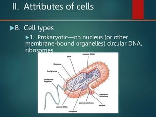 II. Attributes of cells
B. Cell types
1. Prokaryotic—no nucleus (or other
membrane-bound organelles) circular DNA,
ribosomes
 