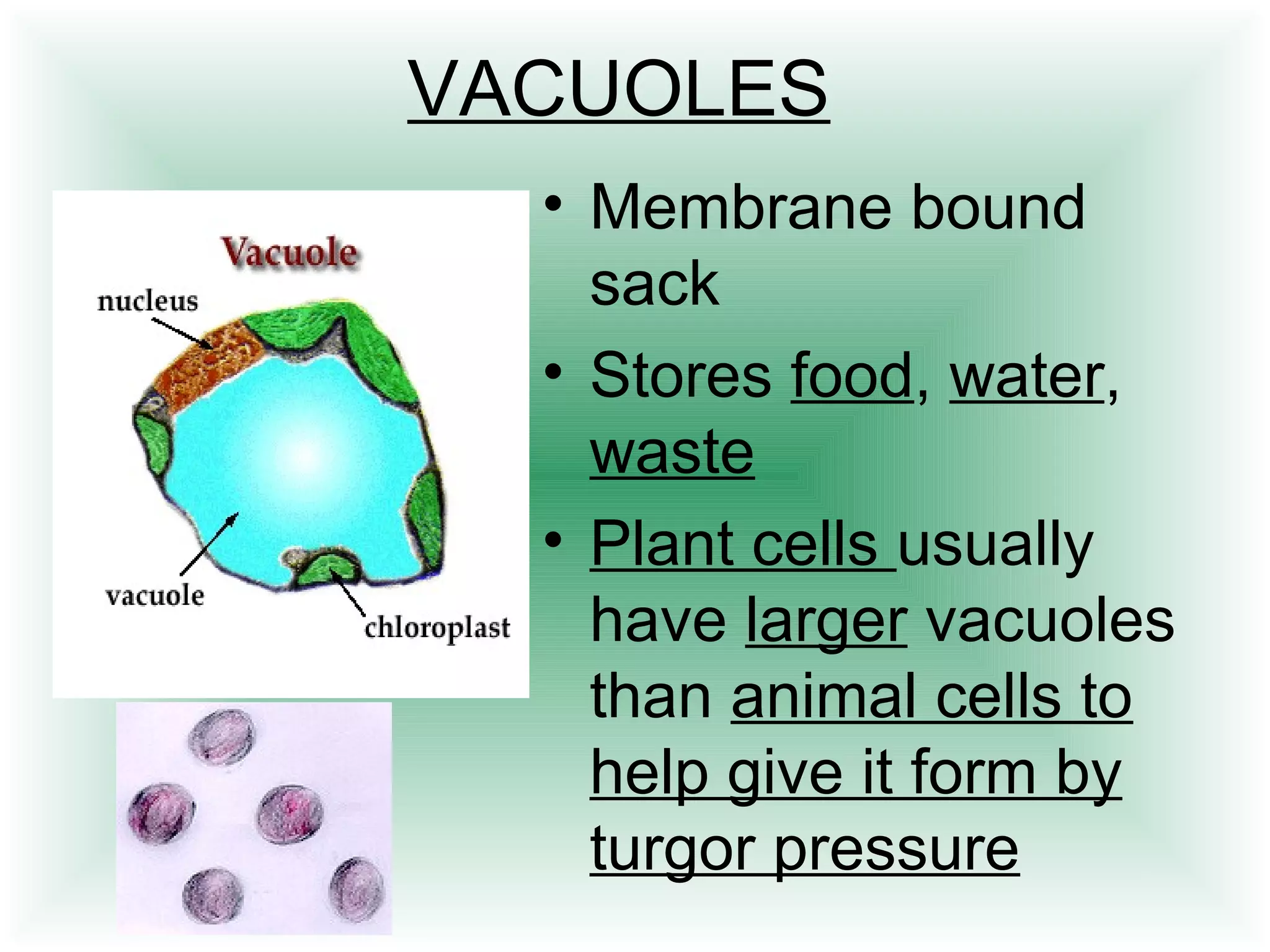 VACUOLES 
• Membrane bound 
sack 
• Stores food, water, 
waste 
• Plant cells usually 
have larger vacuoles 
than animal cells to 
help give it form by 
turgor pressure 
 