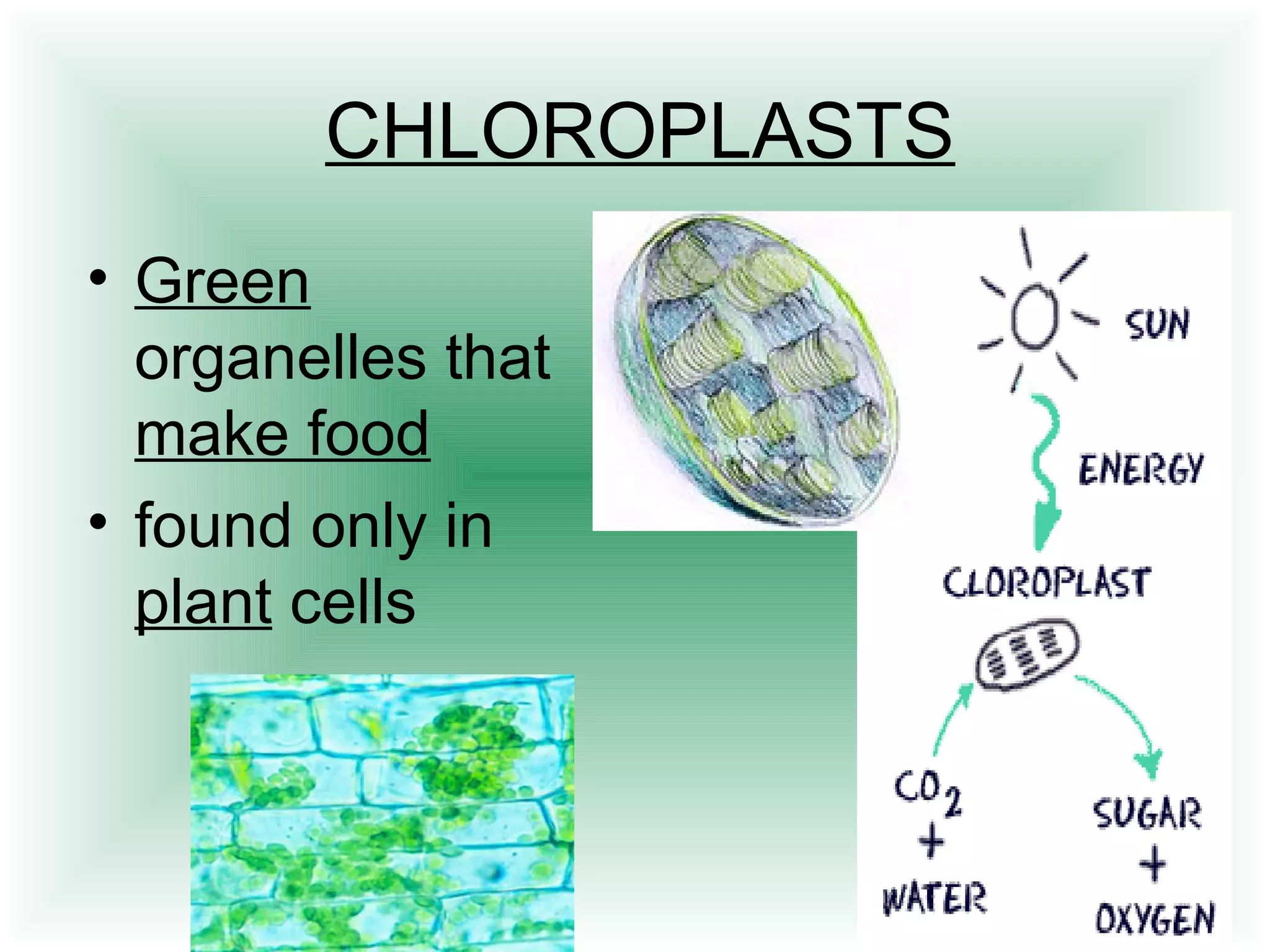 CHLOROPLASTS 
• Green 
organelles that 
make food 
• found only in 
plant cells 
 