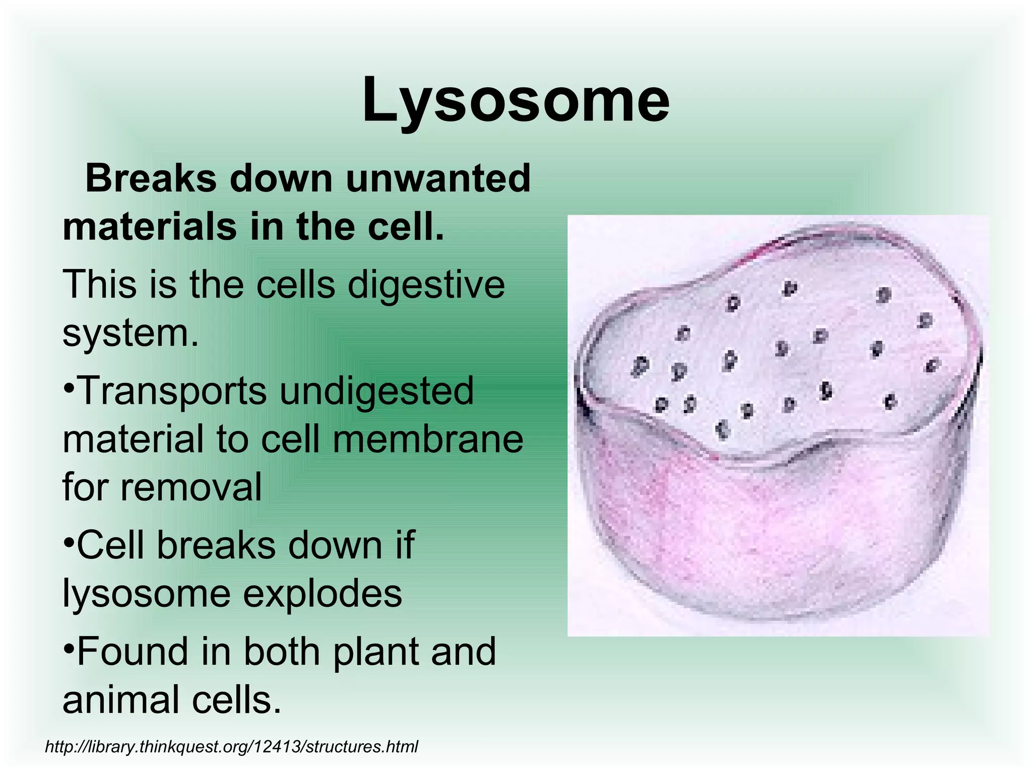 Lysosome 
Breaks down unwanted 
materials in the cell. 
This is the cells digestive 
system. 
•Transports undigested 
material to cell membrane 
for removal 
•Cell breaks down if 
lysosome explodes 
•Found in both plant and 
animal cells. 
http://library.thinkquest.org/12413/structures.html 
 