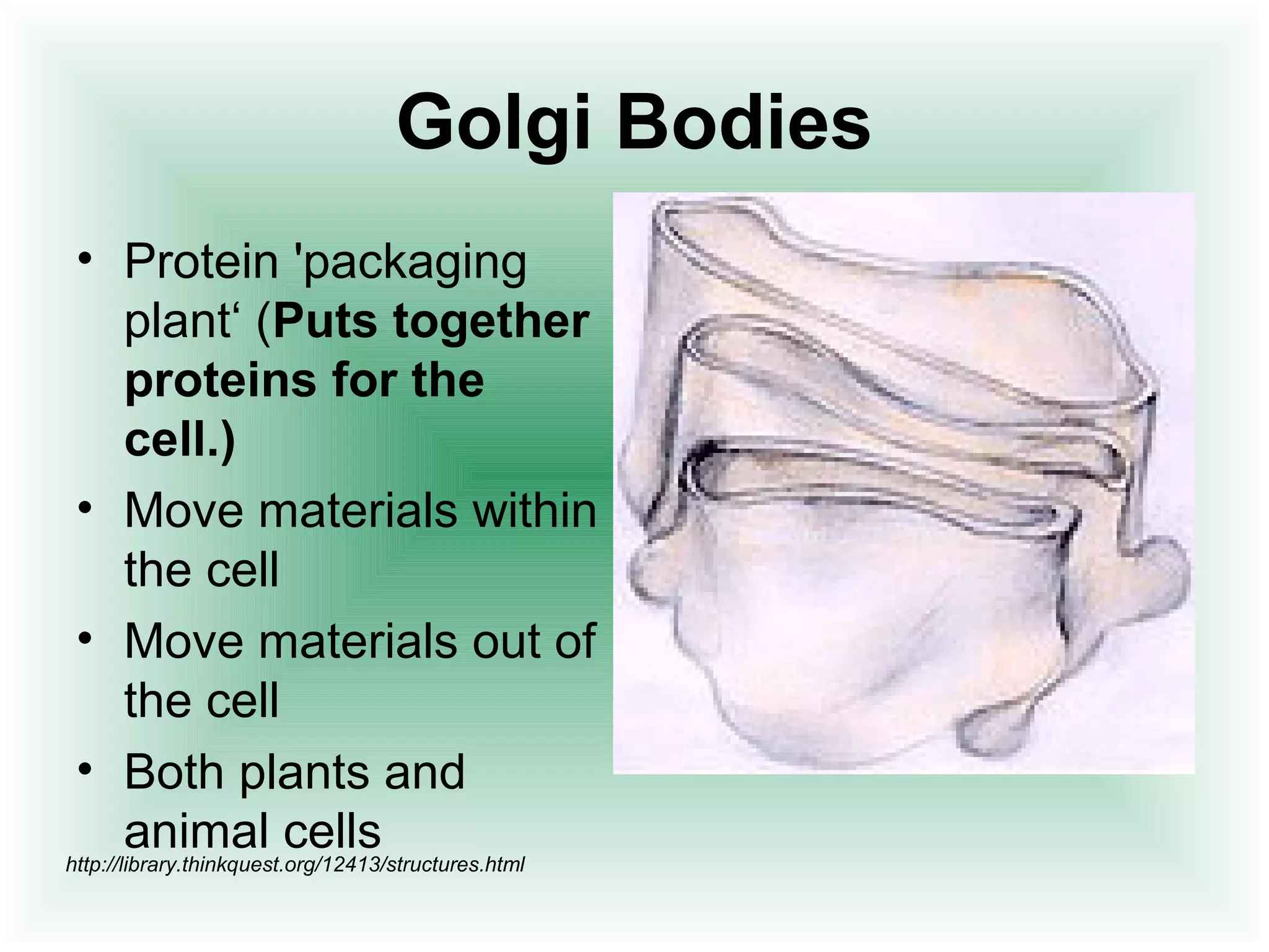 Golgi Bodies 
• Protein 'packaging 
plant‘ (Puts together 
proteins for the 
cell.) 
• Move materials within 
the cell 
• Move materials out of 
the cell 
• Both plants and 
animal cells 
http://library.thinkquest.org/12413/structures.html 
 