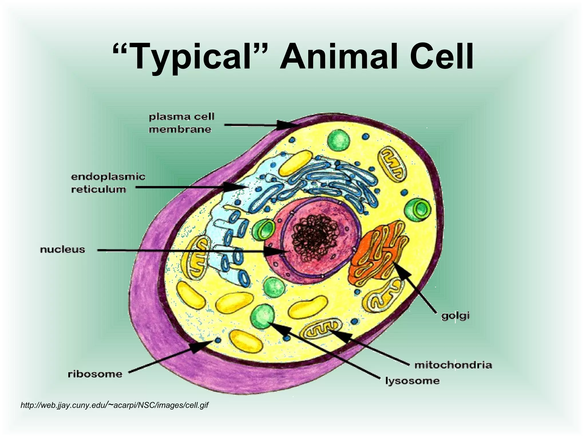 “Typical” Animal Cell 
http://web.jjay.cuny.edu/~acarpi/NSC/images/cell.gif 
 