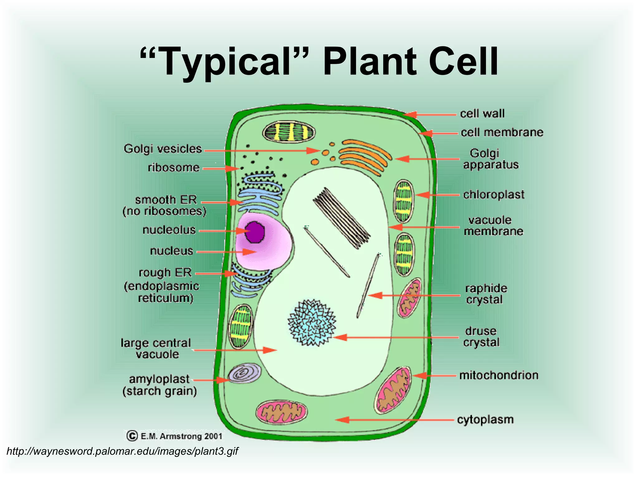 “Typical” Plant Cell 
http://waynesword.palomar.edu/images/plant3.gif 
