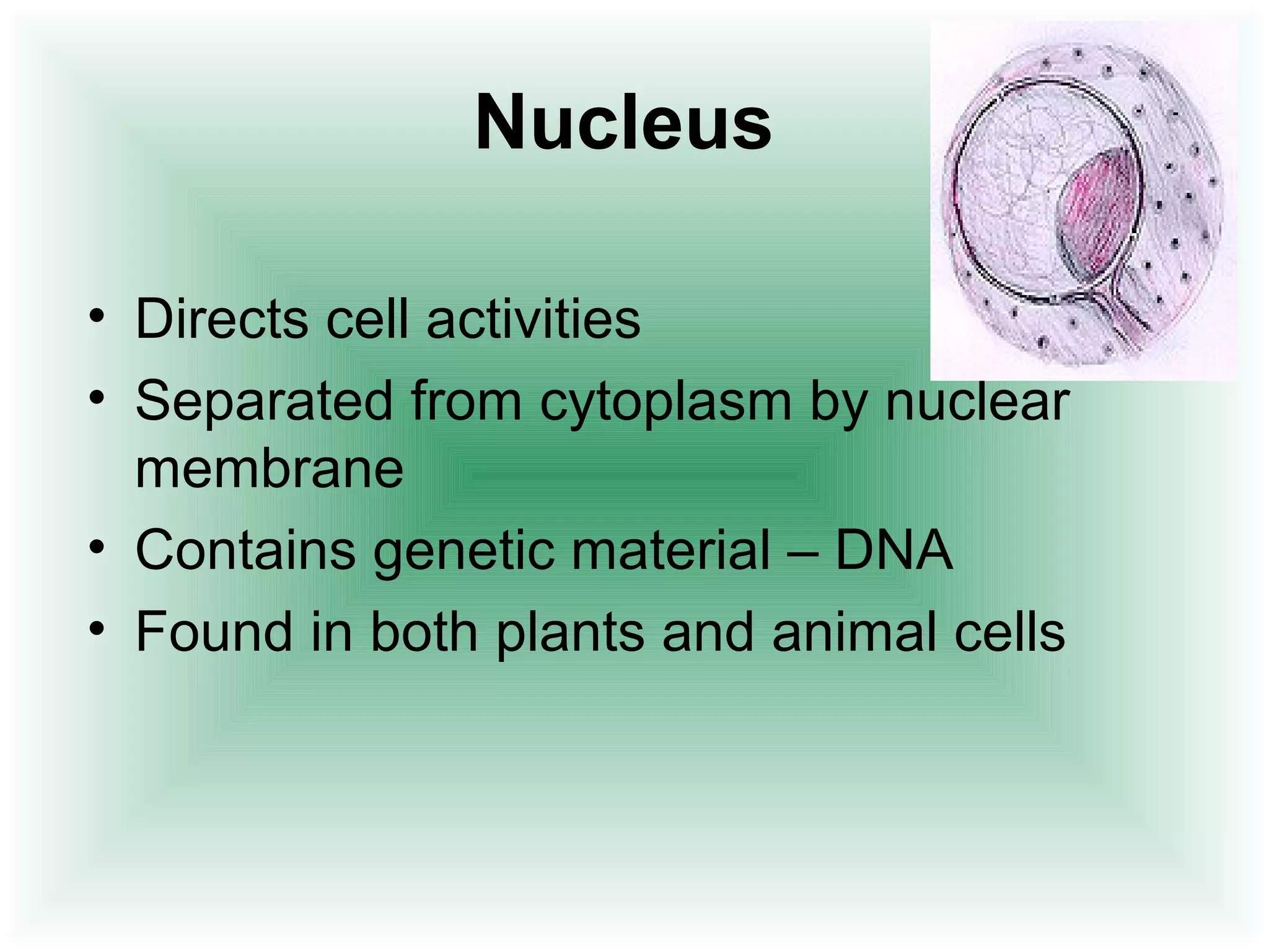 Nucleus 
• Directs cell activities 
• Separated from cytoplasm by nuclear 
membrane 
• Contains genetic material – DNA 
• Found in both plants and animal cells 
 
