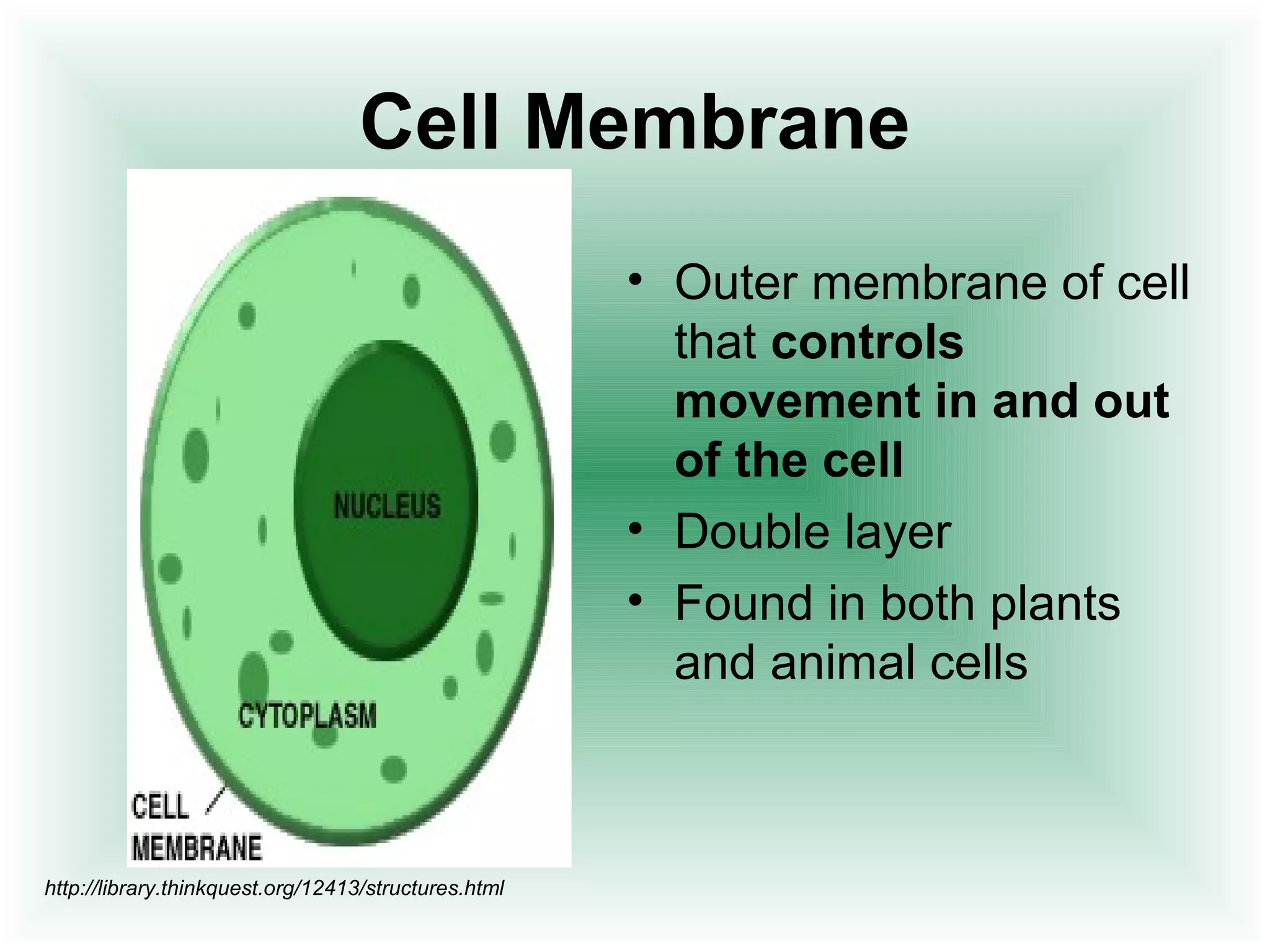 Cell Membrane 
• Outer membrane of cell 
that controls 
movement in and out 
of the cell 
• Double layer 
• Found in both plants 
and animal cells 
http://library.thinkquest.org/12413/structures.html 
 