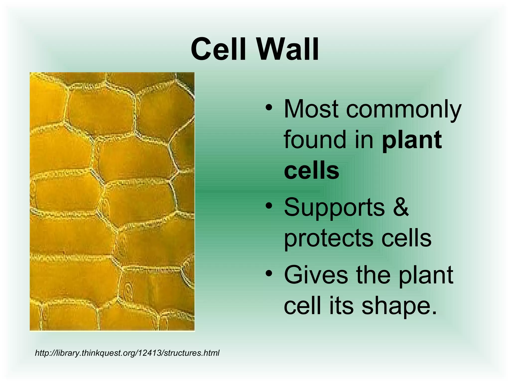 Cell Wall 
• Most commonly 
found in plant 
cells 
• Supports & 
protects cells 
• Gives the plant 
cell its shape. 
http://library.thinkquest.org/12413/structures.html 
 