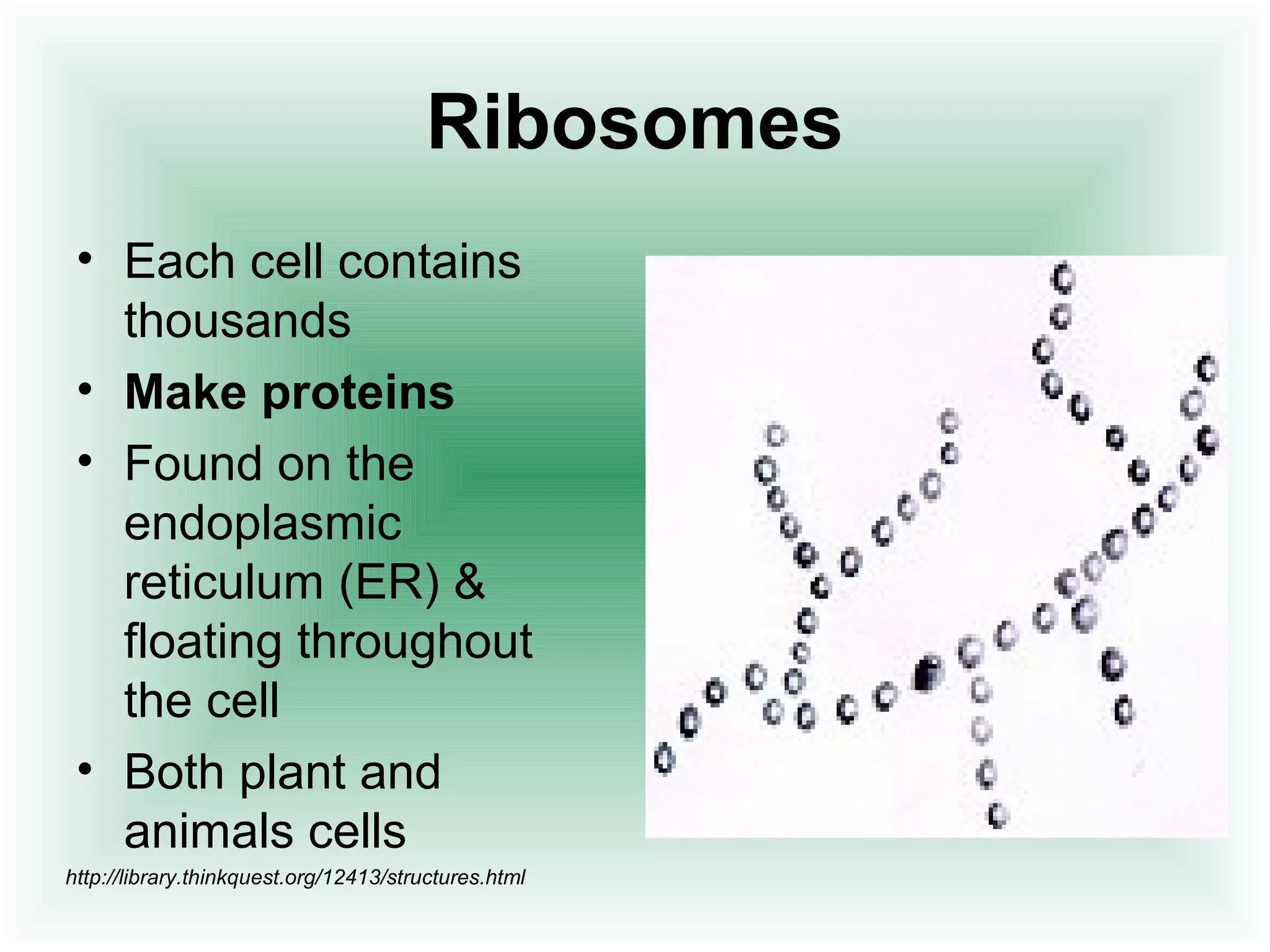 Ribosomes 
• Each cell contains 
thousands 
• Make proteins 
• Found on the 
endoplasmic 
reticulum (ER) & 
floating throughout 
the cell 
• Both plant and 
animals cells 
http://library.thinkquest.org/12413/structures.html 
 