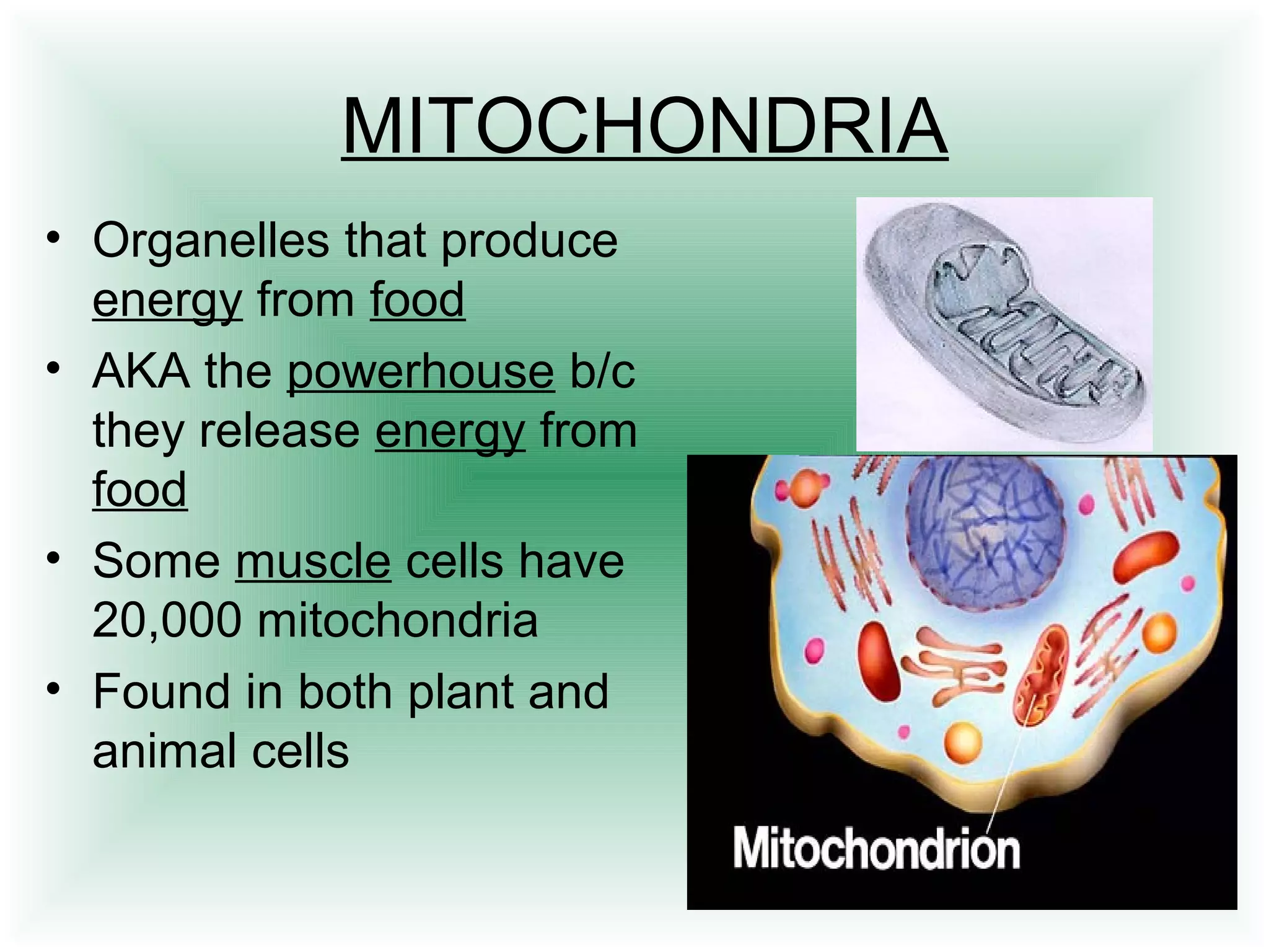 MITOCHONDRIA 
• Organelles that produce 
energy from food 
• AKA the powerhouse b/c 
they release energy from 
food 
• Some muscle cells have 
20,000 mitochondria 
• Found in both plant and 
animal cells 
 