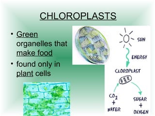 CHLOROPLASTS 
• Green 
organelles that 
make food 
• found only in 
plant cells 
 