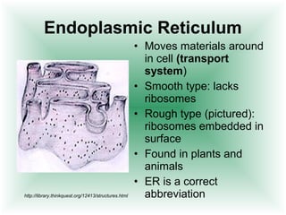 Endoplasmic Reticulum 
• Moves materials around 
in cell (transport 
system) 
• Smooth type: lacks 
ribosomes 
• Rough type (pictured): 
ribosomes embedded in 
surface 
• Found in plants and 
animals 
• ER is a correct 
http://library.thinkquest.org/12413/structures.html abbreviation 
 