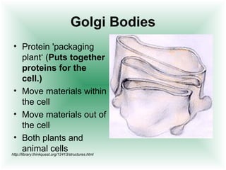 Golgi Bodies 
• Protein 'packaging 
plant‘ (Puts together 
proteins for the 
cell.) 
• Move materials within 
the cell 
• Move materials out of 
the cell 
• Both plants and 
animal cells 
http://library.thinkquest.org/12413/structures.html 
 