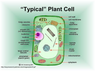 “Typical” Plant Cell 
http://waynesword.palomar.edu/images/plant3.gif 
