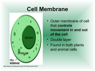 Cell Membrane 
• Outer membrane of cell 
that controls 
movement in and out 
of the cell 
• Double layer 
• Found in both plants 
and animal cells 
http://library.thinkquest.org/12413/structures.html 
 