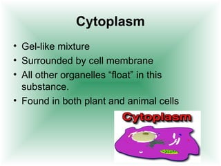 Cytoplasm 
• Gel-like mixture 
• Surrounded by cell membrane 
• All other organelles “float” in this 
substance. 
• Found in both plant and animal cells 
 